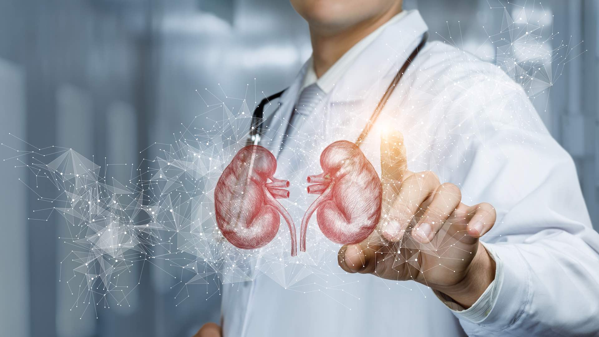 Link between glucagon and kidney health unveiled in new research